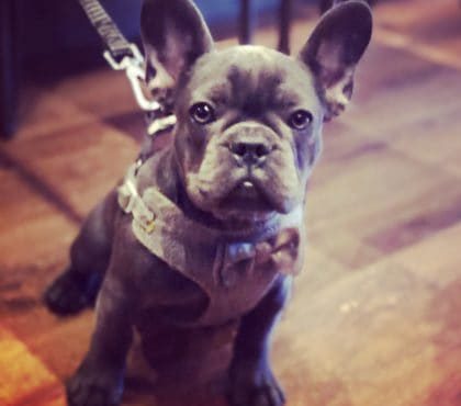 {{brizy_dc_image_alt imageSrc=